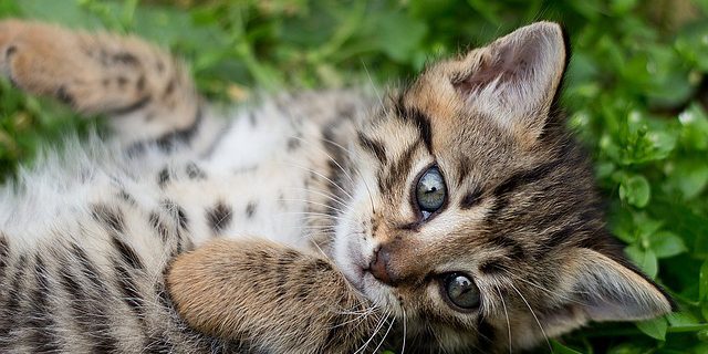 Bengalkatzen Kitten